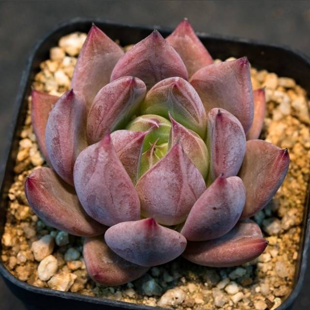 Hwaga Original Hybrid- PRESALE Echeveria Cielo