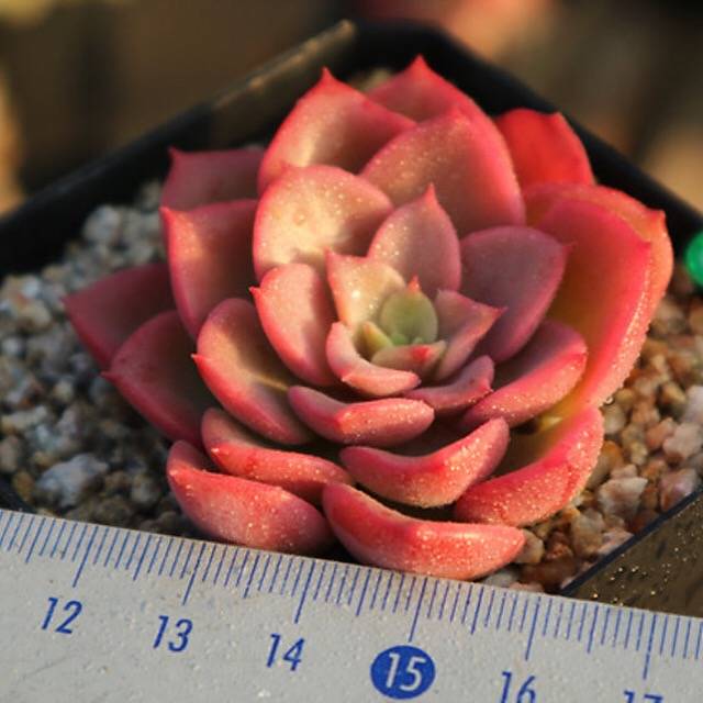 PRESALE Echeveria Noble, (Random)