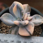 (RESERVED) Pachyveria Pachyphytoides