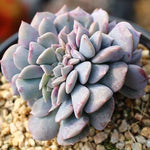 SPECIAL!! JUST CART!! PRESALE Echeveria Pulvinata Cristata ***Last one for tonight :(