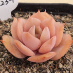 PRESALE Echeveria White Snow, (Random)