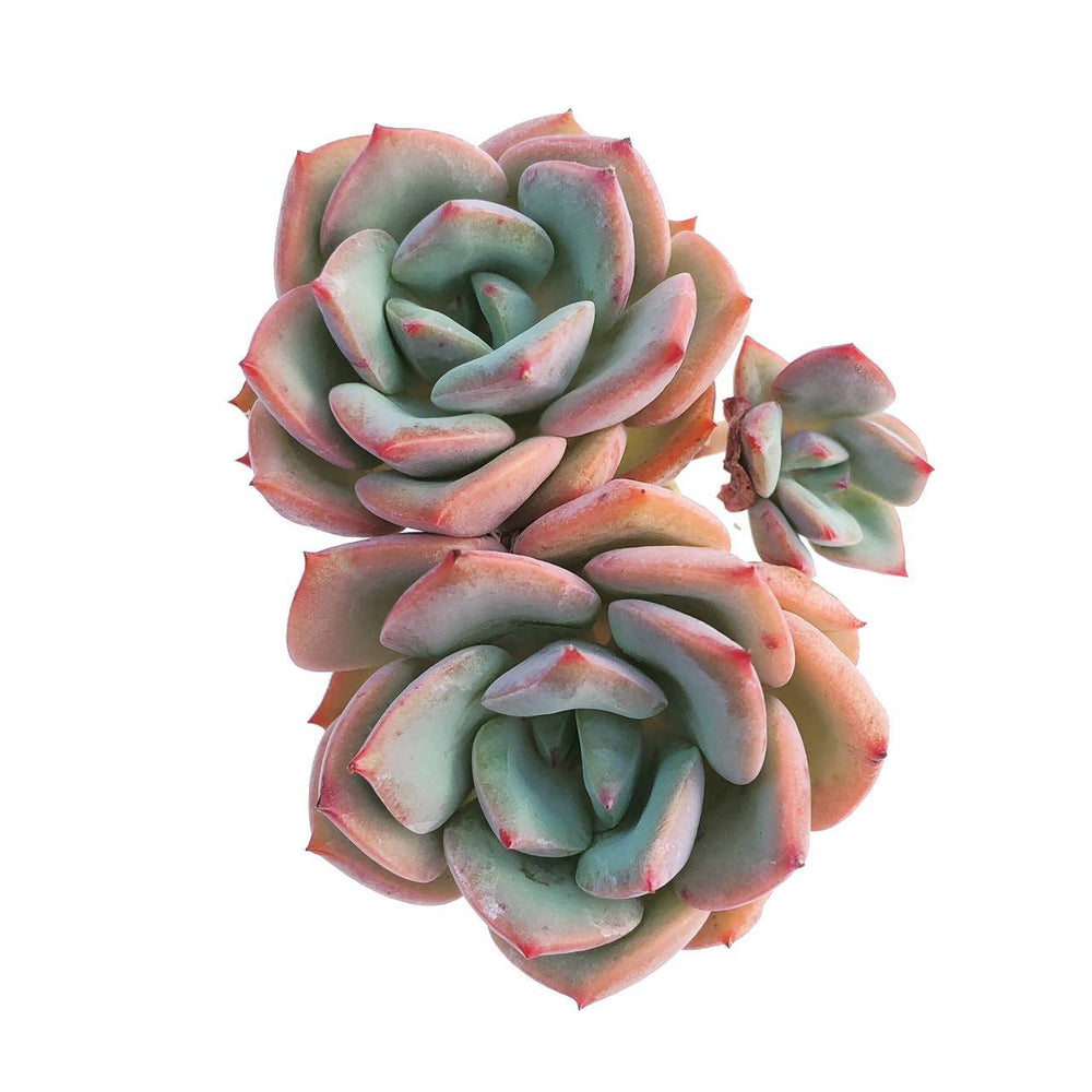 Echeveria Sp., (Double with Pup)