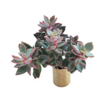 SALE! Echeveria cv Rezry