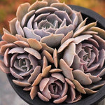 PRESALE Echeveria Shaviana, (Unknown Type)