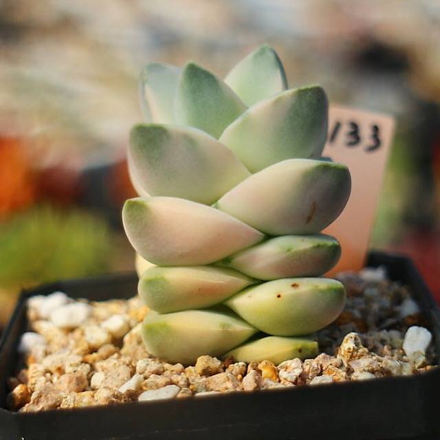 PRESALE Crassula Moonglow, Variegata, (Random)