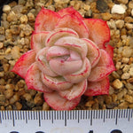 SPECIAL! JUST CART!! PRESALE Echeveria Agavoides Sp., (Not so Random)