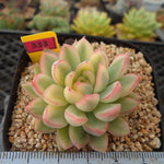 PRESALE Echeveria Mebina, Variegata, (Random)