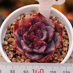 PRESALE Echeveria Love Fire Hybrid