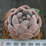 Echeveria Potosina, (Choice Between Single or Double)