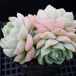 PRESALE Echeveria Hughmillus, Cluster, (Random)