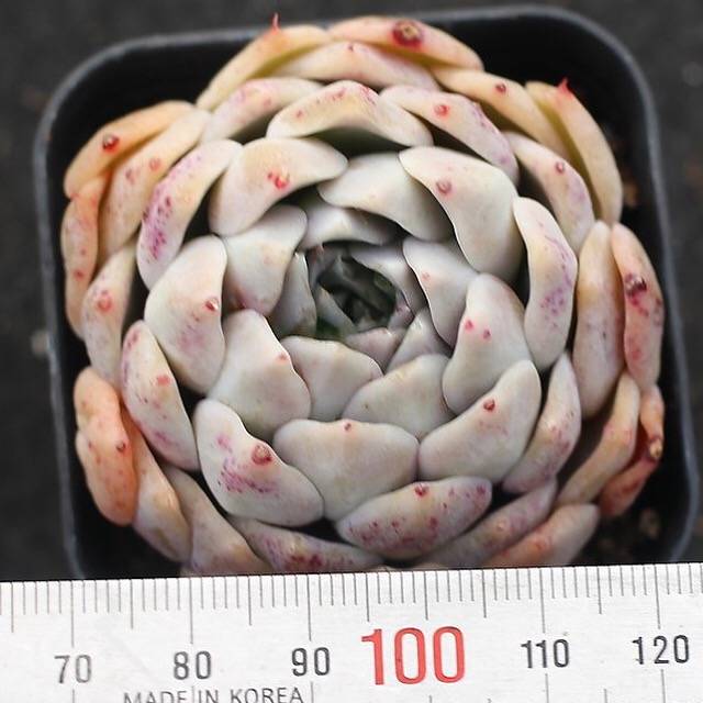 PRESALE Echeveria Helena