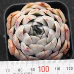 PRESALE Echeveria Helena