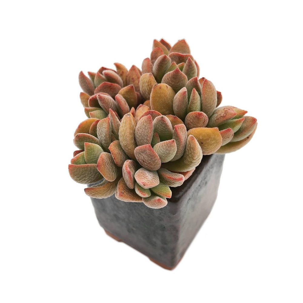 Crassula Ausensis Sp., (Exact Plant)