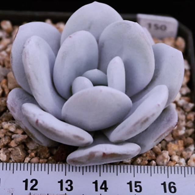 PRESALE Echeveria Lauii, (Random)