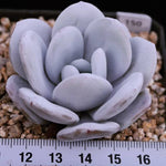 PRESALE Echeveria Lauii, (Random)