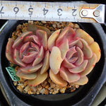 PRESALE Echeveria Keys, (Random)