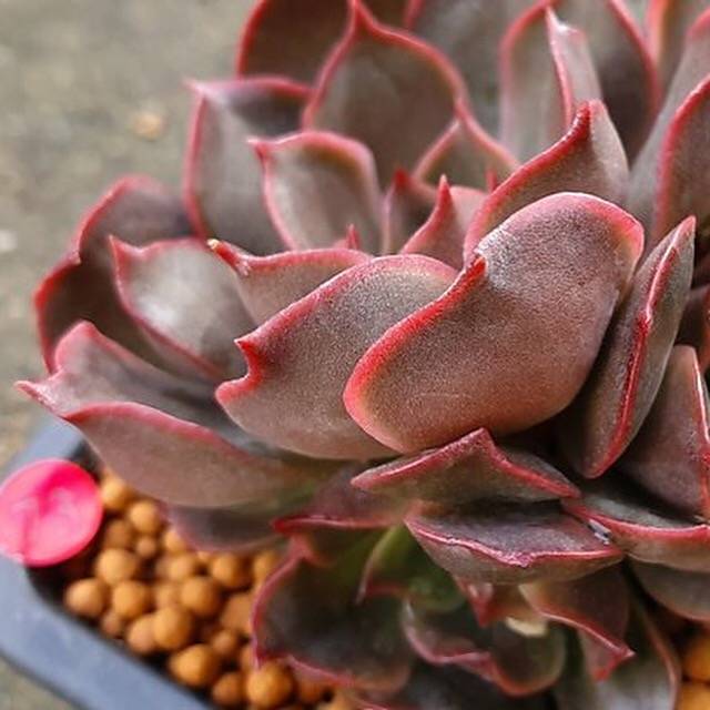 Echeveria Keys, (Not so Random)