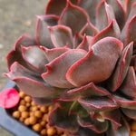 Echeveria Keys, (Not so Random)