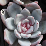 Echeveria Trumso, (Random)