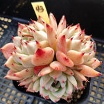 PRESALE Echeveria Chihuahuaensis, (Not so Random)