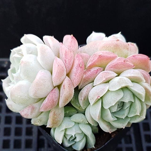 PRESALE Echeveria Hughmillus, Cluster, (Random)