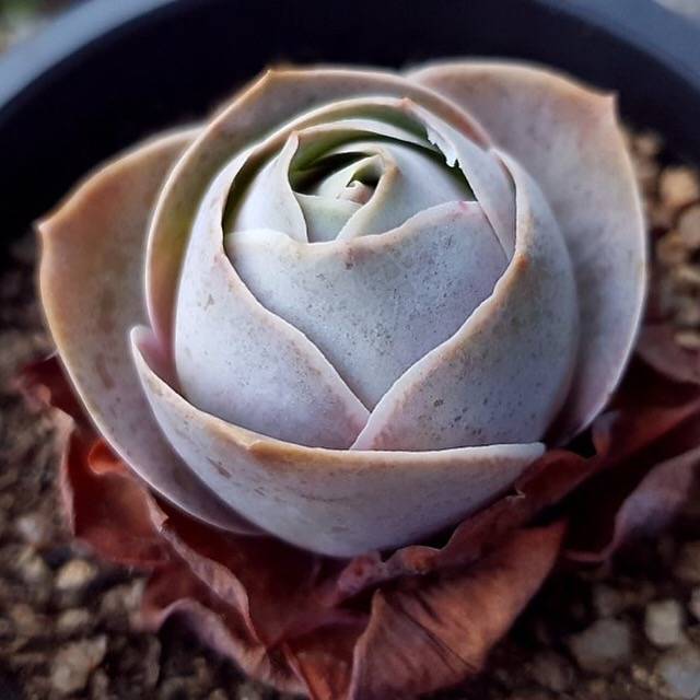 (RESERVED) Greenovia El Hierro
