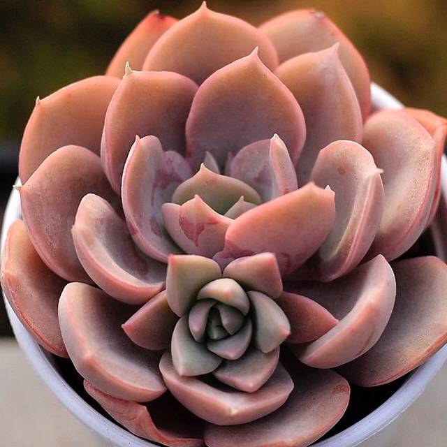 PRESALE Echeveria Hanamachi