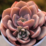 PRESALE Echeveria Hanamachi