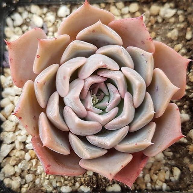 PRESALE Echeveria Glow, (Random) **VIDEO ATTACHED**