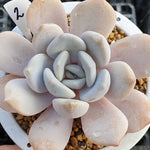 **SPECIAL PRICE** PRESALE Echeveria Tiramisu, (Random)