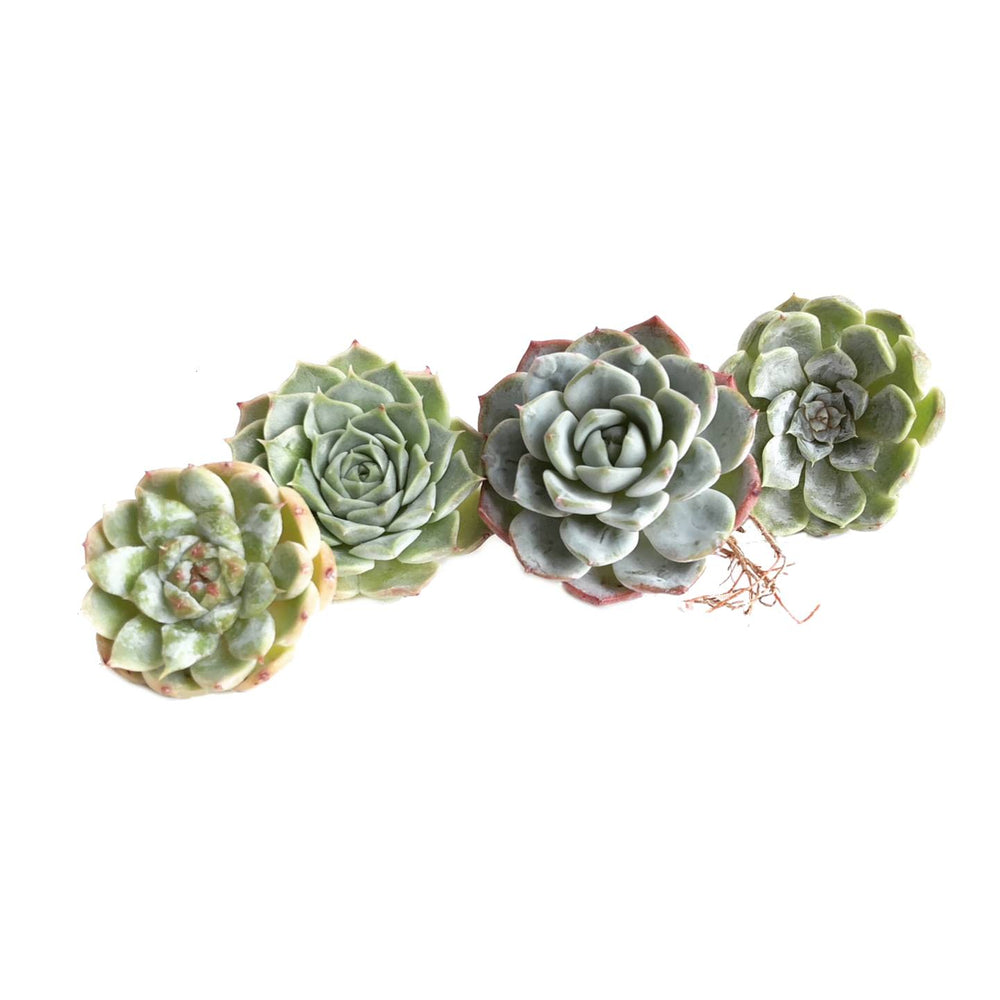 The GOOD, The BAD and The UGLY SALE! Echeveria Helena Set :)