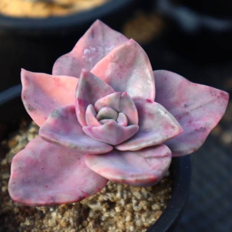 Graptoveria Bainesii, Variegata
