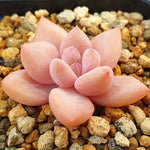 PRESALE Echeveria Arteusa, (Random)