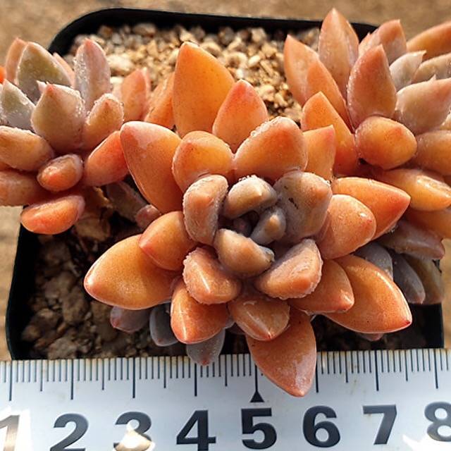 PRESALE Echeveria Sugar Jelly, (Not So Random)