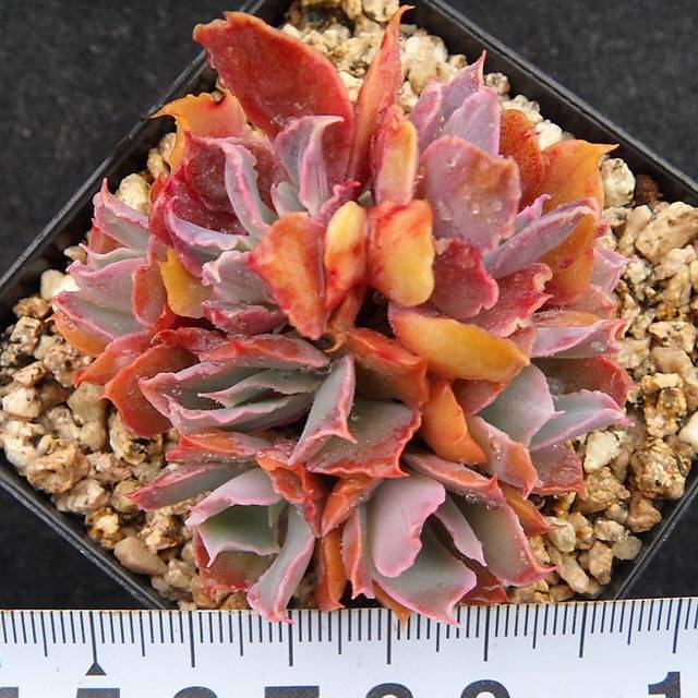 PRESALE Echeveria Shaviana Madre Del Sur, Cluster, (Not so Random)