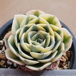 PRESALE Echeveria Lenore Dean, (Random)