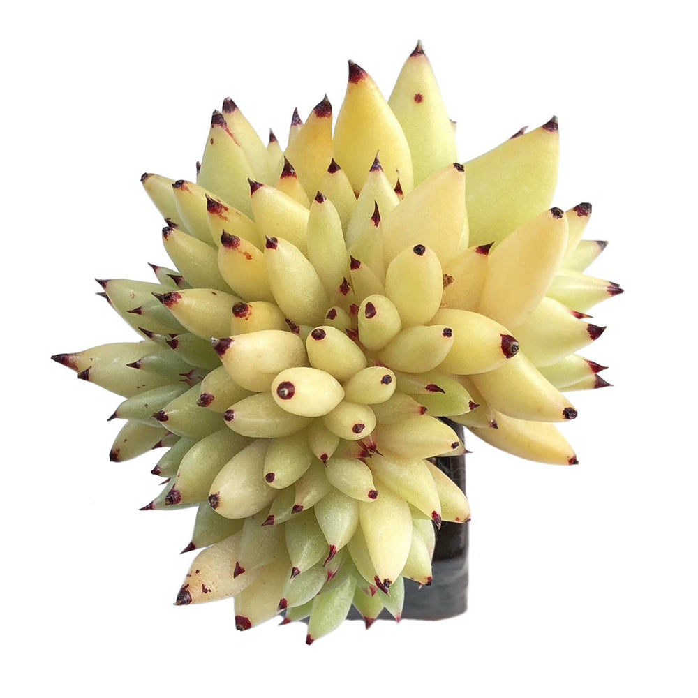 Echeveria Agavoides, Cristata