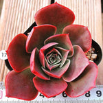 Echeveria Relena, (Not so Random)