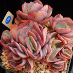 PRESALE Echeveria Suyon Cluster, (Random)