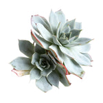 The GOOD, The BAD and The UGLY SALE! Echeveria Lonzanii, Double