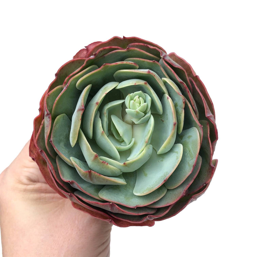 dahlia succulent Echeveria Dahlia Rose – Cedar Creek Farmhouse