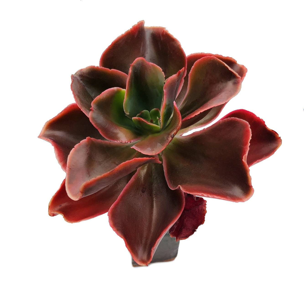 Echeveria Pappy's Rose, (Video)