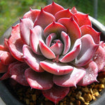 PRESALE Echeveria Laulensis, (Random)