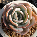 MOTHER'S DAY WEEKEND FLASH SALE! PRESALE Echeveria Brinks Blue, (Random)