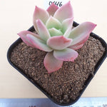 PRESALE Echeveria Joy, (Random)