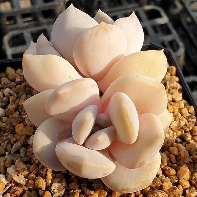 MOTHER'S DAY WEEKEND FLASH SALE! PRESALE Echeveria Tiramisu, (Random)