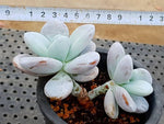 'Kecevana' Pachyphytum Cuicatecanum, (Not so Random)