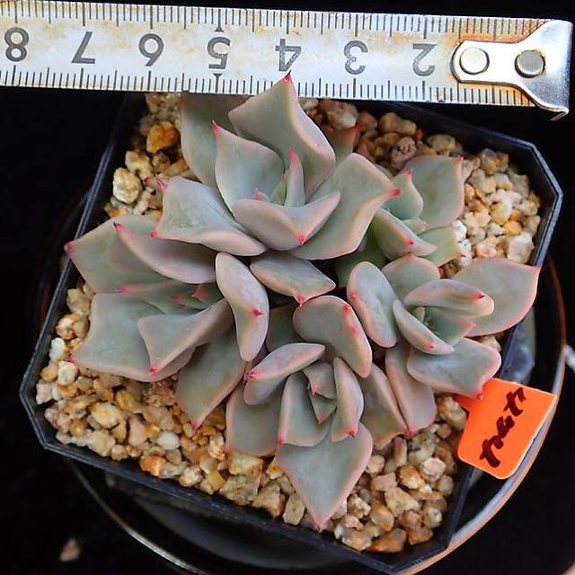 PRESALE Echeveria Madiba, Cluster, (Random)