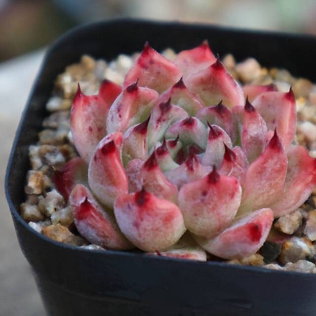 succulent cherry PRESALE Echeveria Agavoides 'Cherry Blossom,' (Not so Random) – Cedar Creek  Farmhouse