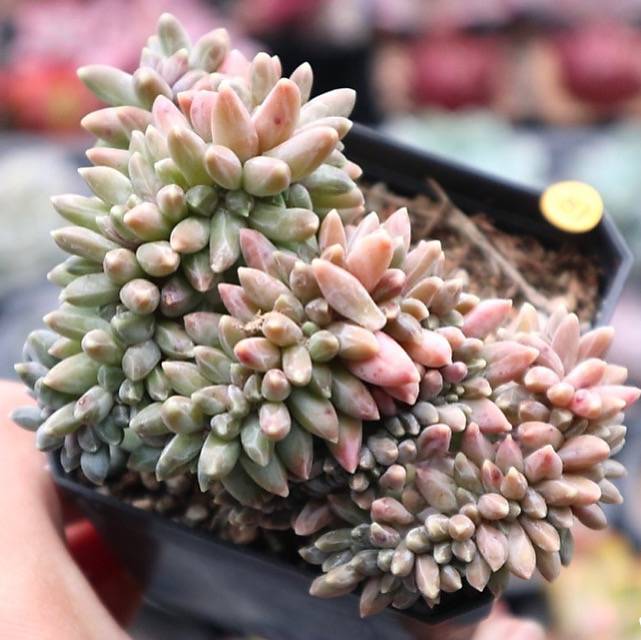 Pachyphytum Compactum var. Glaucum